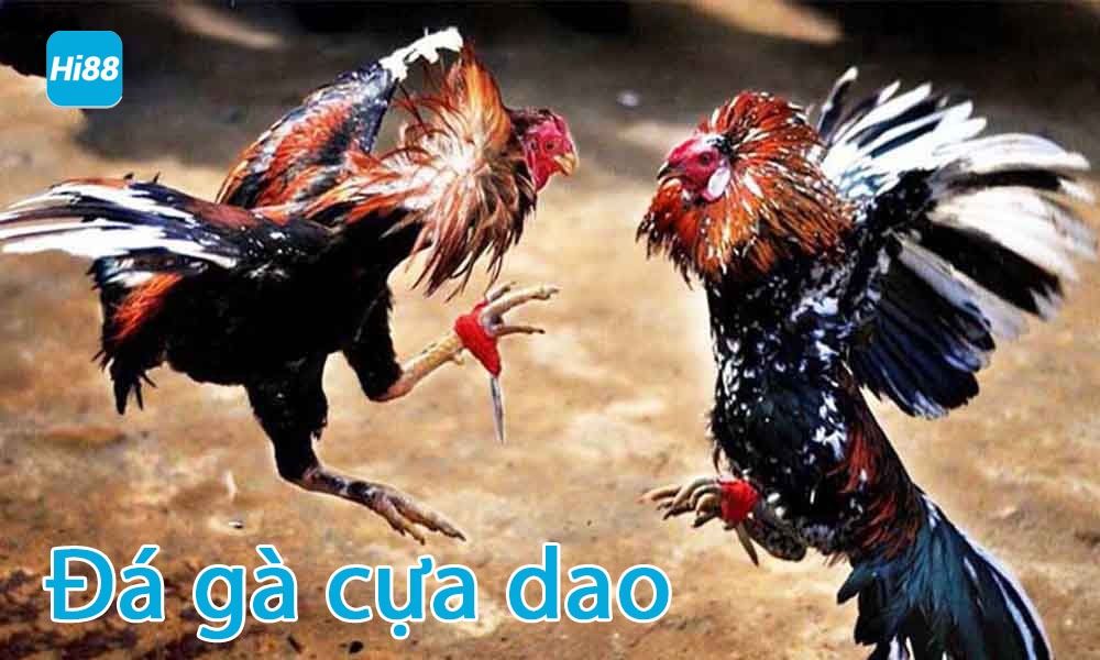 Đá gà cựa dao trực tiếp hay nhất - Trực tiếp đá gà Philippines Mỹ 6 Đá gà cựa dao là gì?